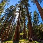 Il tesoro dei Sequoia4