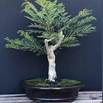 jacaranda mimosifolia bonsai2