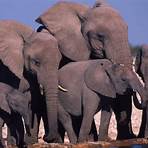 African bush elephant wikipedia4
