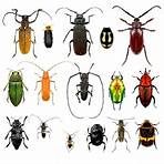 nomes de insetos comuns5