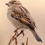 Sparrow3