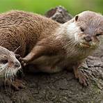are otters funny or smart4