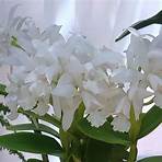 White Orchid1