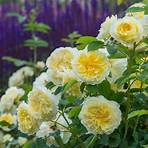 bathsheba rose david austin4