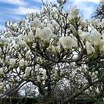 magnolia planta3