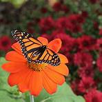 How many butterfly flower stock photos are there?3