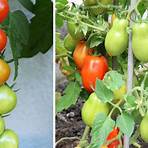 grüne tomaten nachreifen lassen giftig3