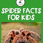 spider facts for kids4