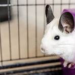 chinchilla for adoption in singapore2