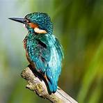 What does kingfisher do?4