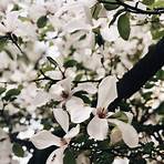 magnolia planta5