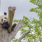 what are some unique facts about the giant panda found1