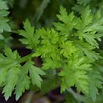Artemisia (plant) wikipedia2
