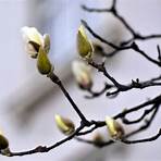 magnolienbaum bilder4