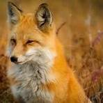 fox asia1