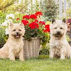 cairn terrier2