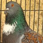 cauchois pigeon1
