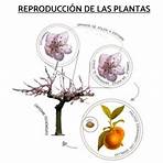 proceso reproductivo de las plantas2