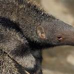 what is the habitat of a giant anteater plant that contains4