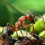 Ameisen – Die Rache der schwarzen Königin3