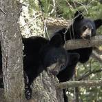 black bear pictures high definition3