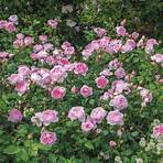 bathsheba rose david austin1