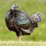 Is the Australian Turkey related to the Turkey?4