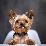 yorkshire terrier micro4