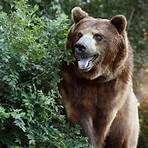 facts about grizzly bears2