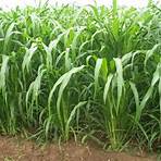 green crops cultivated for fodder2