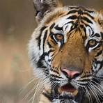 Are Tiger solitary animals?2