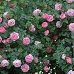 alte englische rosensorten5