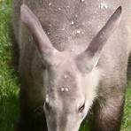 Why Aardvark Has a Sticky Tongue2