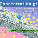 define concentration gradient in chemistry1