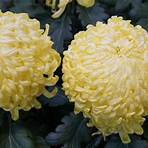 chrysanthemum care1