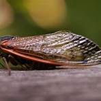 Cicada3