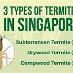 subterranean termites treatment cost singapore2