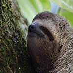 Sloth4