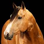 french empire stallion show3