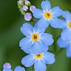 forget me not plant for sale2