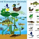What are the different types of pond ecosystems?4