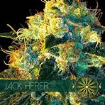 Jack Herer2