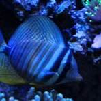 the reef aquarium2