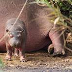 hippopotamus amphibius life history2