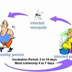 What is the pathophysiology of dengue virus infection (DHF/DSS)?4