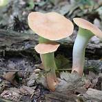 There's a Fungus Amung Us Earl Hooker3