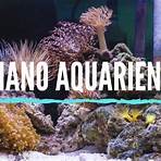 nano aquarium meerwasser2