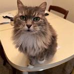 maine coon rescues for adoption3