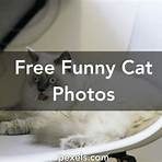 silly cat images4
