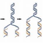 steps in dna replication1